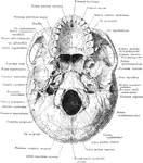 Base of skull.