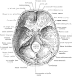 Base of skull from within.
