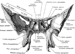 Sphenoid bone, viewed from in front.