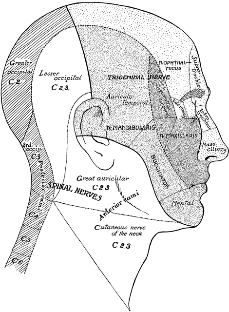 Surface Areas of Nerves of the Head and Neck | ClipArt ETC