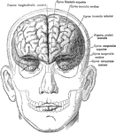 The brain in relation to the skull and face, anterior view.