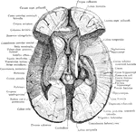 Dissection of the brain showing basal ganglia, third ventricle and adjacent structures viewed from above.