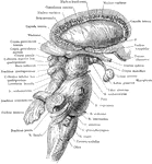 The right lateral aspect of the brain stem after the cerebral hemisphere (except the Corpus striatum) and the cerebellum (except the Nucleus dentatus) have been removed.