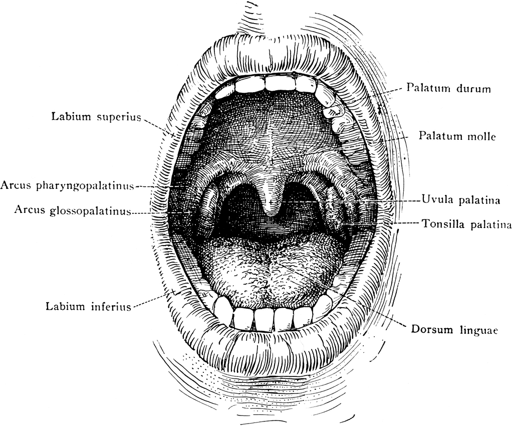 oral cavity anatomy model