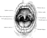 The oral cavity seen from in front.