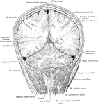 Frontal section of the head passing through the parietal and occipital cerebral lobes and he cerebellar hemispheres, viewed from behind.