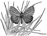 Also known as the Brown Argus.