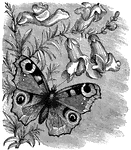 "The Peacock Butterfly is very easily recognized by the peacock's eyes - to the number of four, one on each wing - which have gained for it the name it bears."