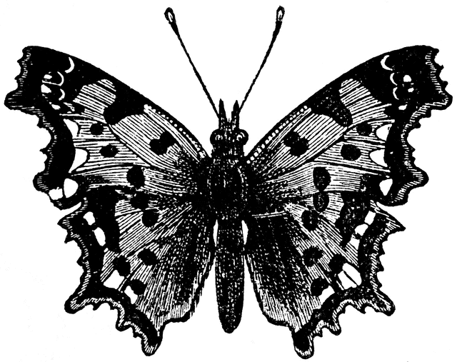 The Comma Butterfly (Vanessa C. Album) | ClipArt ETC
