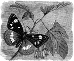 "This butterfly may be observed in the month of July in the woods, in its native localities. It feeds on the honeysuckle."