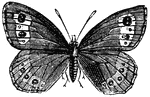"The <em>Erebia Euryale</em> belongs to the family of the <em>Satyridi</em>. It is found during the month of July in the Alpine regions."