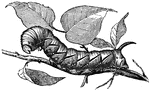 "Of all the caterpillars of the genus <em>Sphinx</em>, this is the one which, by its attitude when in a state of repose, most resembles the sphinx of fable."