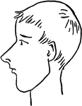 Profile view of a young boy.