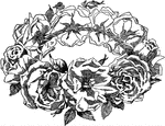 "Use the entire blossom mingled with buds and green leaves, all short stemmed, not longer than three or four inches. Bind the stems with string on a circle made of a piece of willow or some other pliable material, and be sure to removed the thorns from all them stems before weaving the wreath." -Beard, 1906