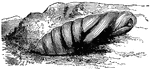 The Death's Head Hawk Moth will bury itself in the earth to change into a chrysalis of a bright chestnut brown.