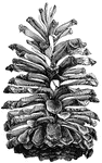 The longleaf pine has a type of pine cone that is large, open and commonly found in the South Atlantic and Gulf States.