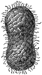 The best silkworm cocoons "are drawn in toward the middle, or have a concavity on either side. There are white and yellow cocoons, the produce of different species of worms."