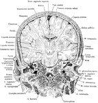 Frontal section of the head, passing through external and internal auditory meatus, as seen from in front.