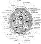 Section of the head through the oral cavity.