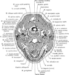 Section of the head through the body of the mandible.