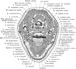 Section of the head through the point of chin.