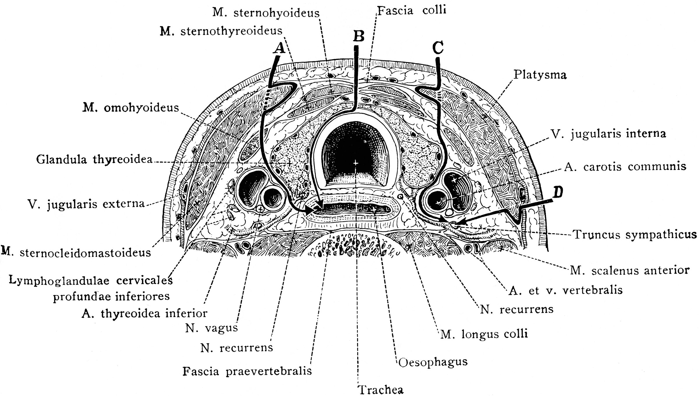 Cross Section of Neck at the 7th Cervical Vertebra | ClipArt ETC