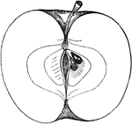 Illustration of a cross section of a westfield seek-no-further apple.