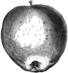 Illustration of a westfield seek-no-further apple.