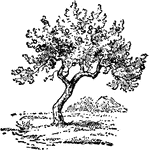 A tree as pictured in the Biblical story of creation.