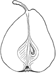 Illustration of a cross section of a Jalousie de Fontenay Vendee pear.