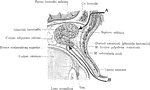 The two portions of the lacrimal gland, as seen in a lateral sagittal section of the orbit. A: Mode of entrance for extirpation of the palpebral portion of the lacrimal gland. B: Mode of entrance for extirpation of the orbital portion of the lacrimal gland.