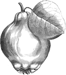 Illustration of a Portugal quince pear.