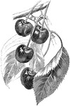 An illustration of a Doyenne Gray pear and Early Richmond cherries.