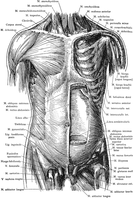 Anterior View of the Muscles of the Trunk | ClipArt ETC