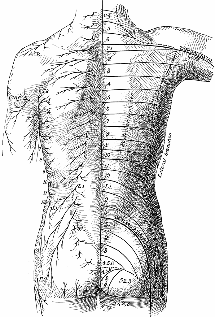 Posterior View of the Cutaneous Nerves of Trunk | ClipArt ETC