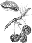 An illustration of Black tartarian cherries.