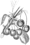 An illustration of reine hortense cherries.