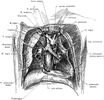 Topography of the retrocardiac structures of the mediastinum, after the removal of the heart and pericardium.