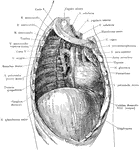 Deep structures of the right thoracic cavity, after removal of the right lung.