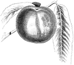 An illustration of an early York apple.