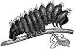 "The silk of the <em>Yama-Mai</em> is as bright as that of the mulberry silkworm, but a little less fine and strong." The caterpillar is quite larger than other caterpillars.