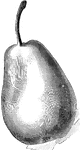 An illustration of a Washington pear.