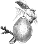 An illustration of a Coe's golden drop plum.