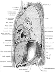 Lateral, sagittal section through the left thorax and upper portion of abdomen, viewed from the left. The plane of the section lies 4 cm to the left of the median plane.