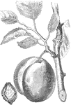 An illustration of a Jefferson plum.