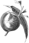 An illustration of a Crawford's early peach.