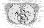 Section through the aortic valves.