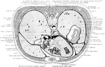 Section through the inferior portion of the heart, exposing the dome of the diaphragm on the right side.