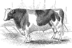 An illustration of a bull.
