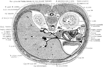 Section through the body of the liver at the level of the arch of the seventh rib anteriorly.